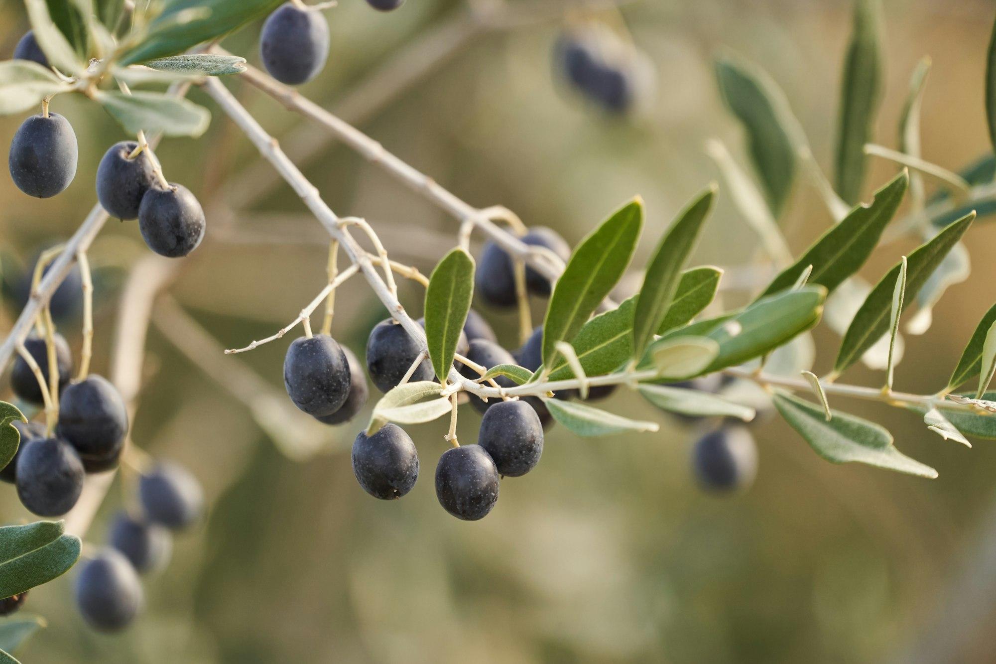 Dark olives ripening on a branch among silver-green leaves.
